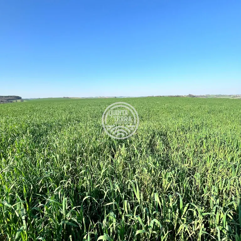 Área à Venda com 40ha - foto 3