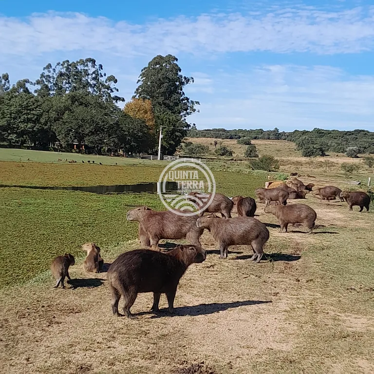 Área à Venda com 98ha - foto 21