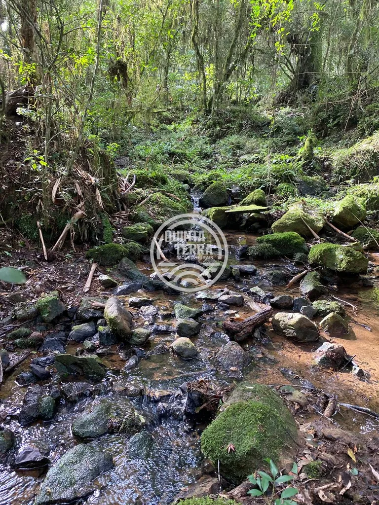 Área à Venda com 13ha - foto 21