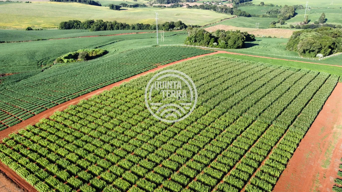 Área à Venda com 236ha - foto 12