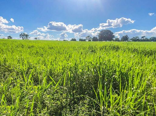 Fazenda à Venda com 1712ha São Gabriel do Oeste, s/n - Fazenda, São Gabriel do Oeste-MS