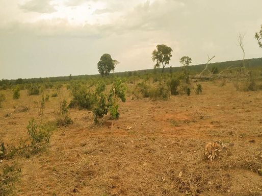 Fazenda à Venda com 323 alq. paulista Trecho Anel Rodoviário, s/n - Fazenda, Campo Grande-MS
