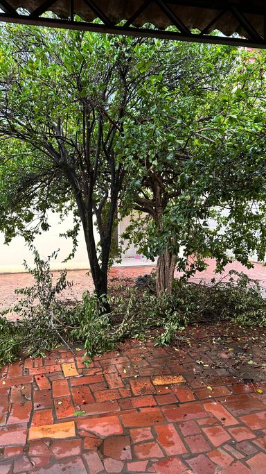 Árvores frutíferas