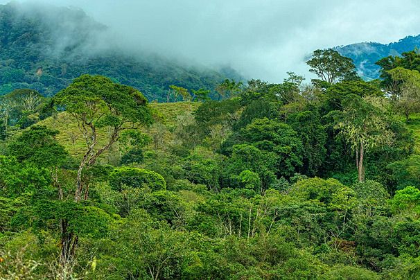 Área para RESERVA LEGAL, compensação ambiental e outros à venda em Campinas/SP
