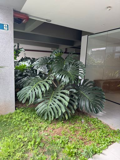 Jardim