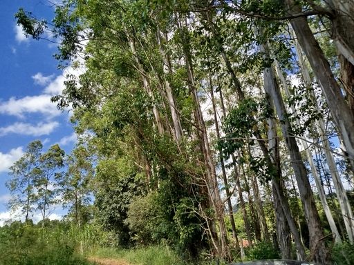 Área com Eucaliptos