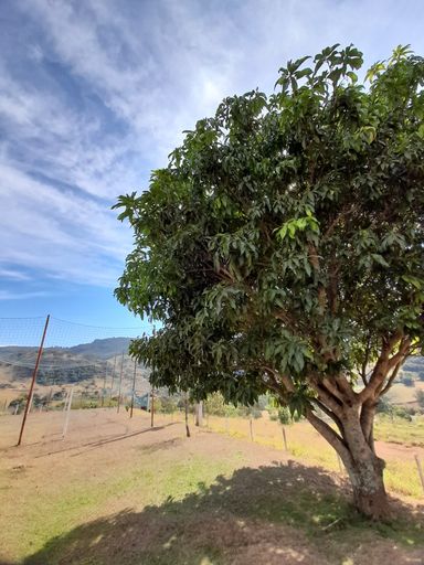 Árvores Frutíferas