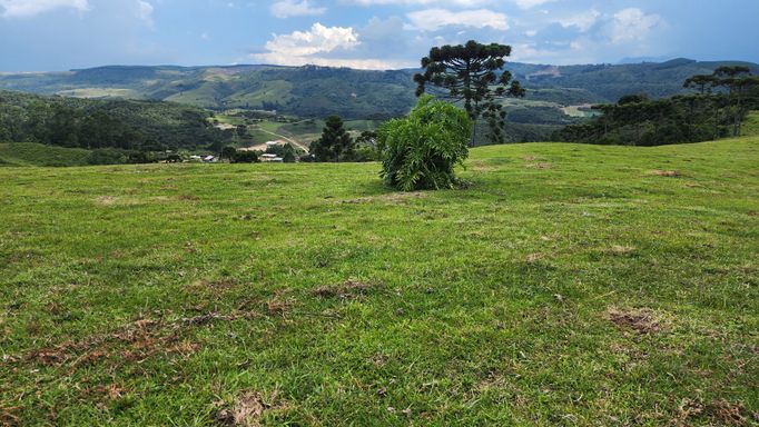 PASTAGEM E BOSQUE COM LINDA VISTA