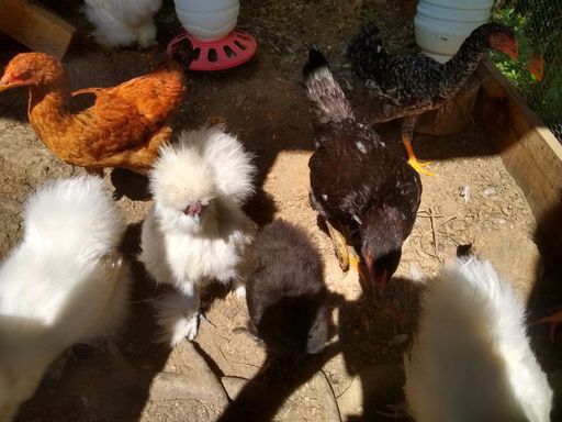 GALINHAS