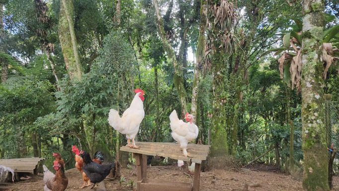 GALO E GALIMHAS NO BOSQUES