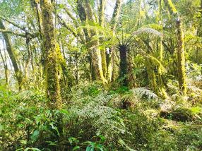 CHACHINS E BOSQUES