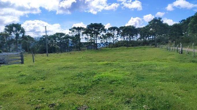 PASTAGEM E ARAUCARIAS