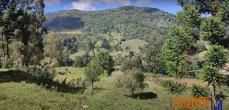 LINDA VISTA E ARAUCARIAS