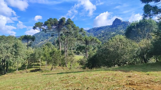 PASTAGEM E ARAUCARIAS