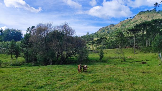 PASTAGEM E NATUREZA