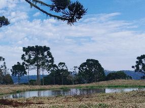 ACUDE A ARAUCARIAS