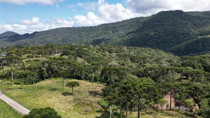 ARAUCARIAS  E LINDA VISTA