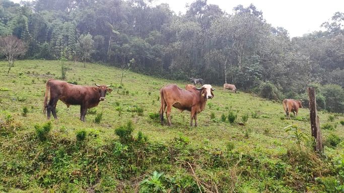 BOIS NA PASTAGEM DO TERRENO
