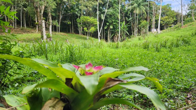 BROMELIA DO TERRENO