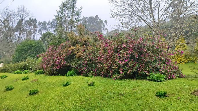 AZALEIAS COM FLORES