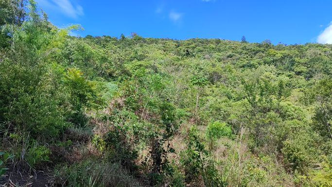 PARTE DE TRAZ DO TERRENO  COM  LIINDA NATUREZA