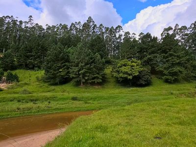 Riacho pastagem e pinheiros