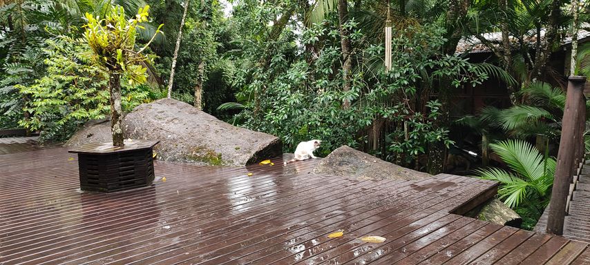 DECK GATA E LINDA PEDRA