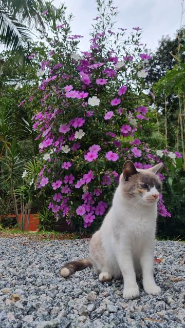 GATAINHA E LINDA FLOR