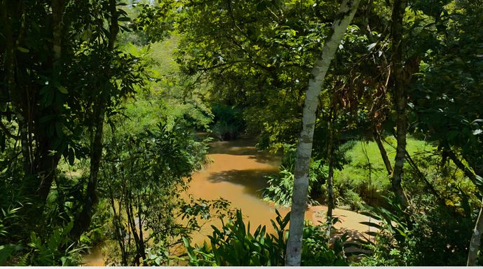 Riacho entre as arvores