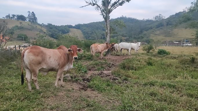 VACAS