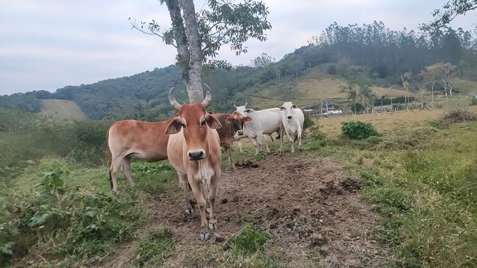 VACAS E ARVORE