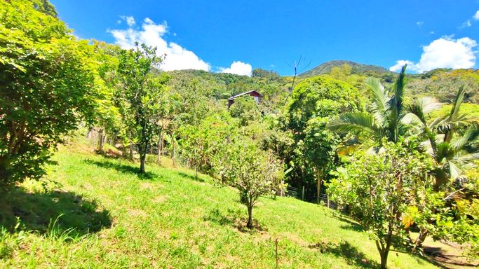 GRAMADO E JABUTICABA E OUTRAS FRUTAS PLANTADAS