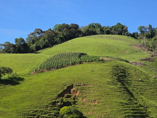 Pastagem e lavoura de milho