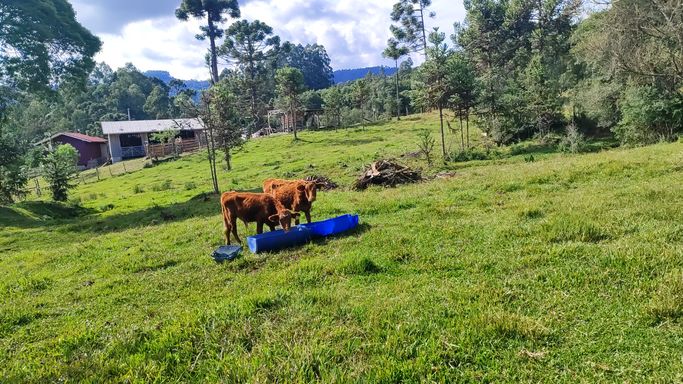 PASTO E VACAS
