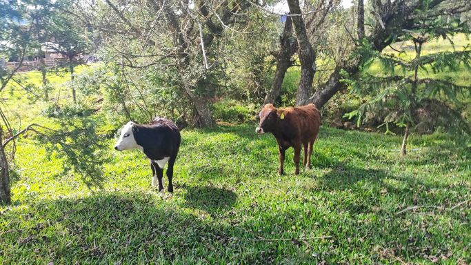 GADO E ARVORES
