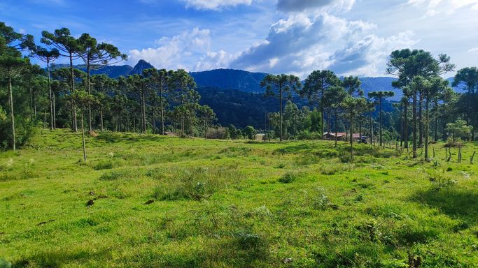 PASTAGEM E ARAUCARIAS