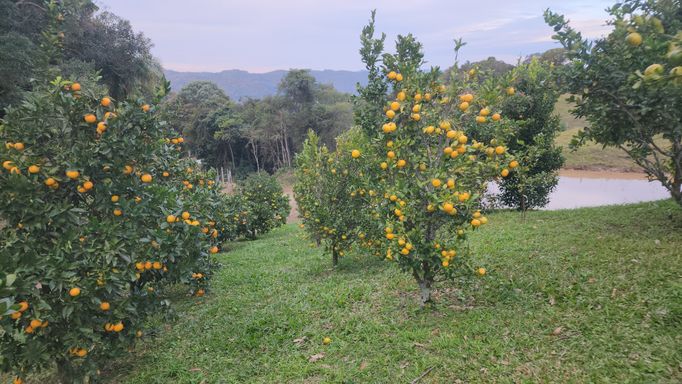 Pomar com muitas frutas produzindo...