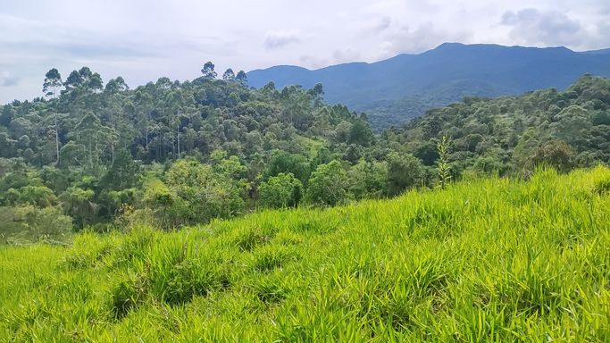 PASTO E VISTA PARA O VERDE