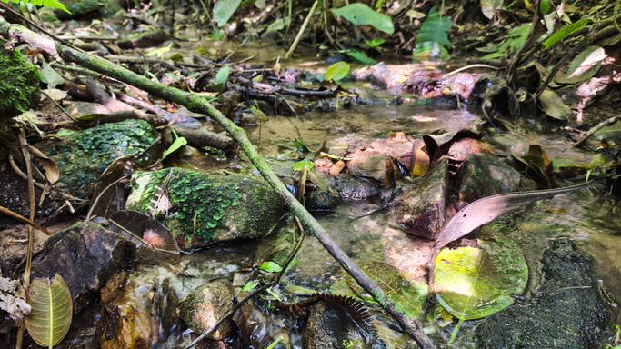 Riacho entre folhas e pedras