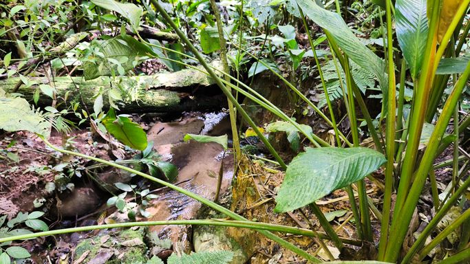 Plantas nativas junto ao riacho