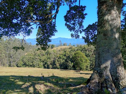 arvore e naturezas