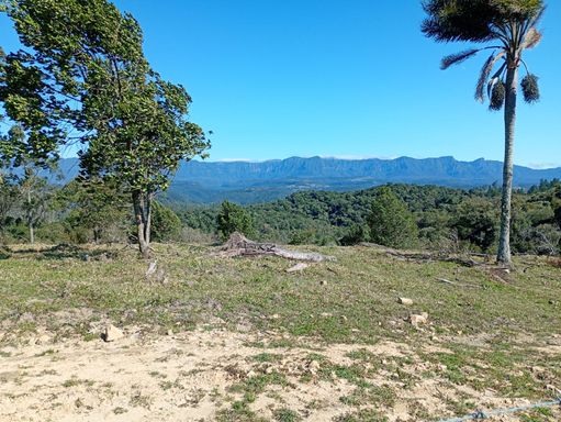 ARVORES E LINDA VISTA