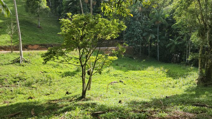 GOAIBEIRA DO TERRENO