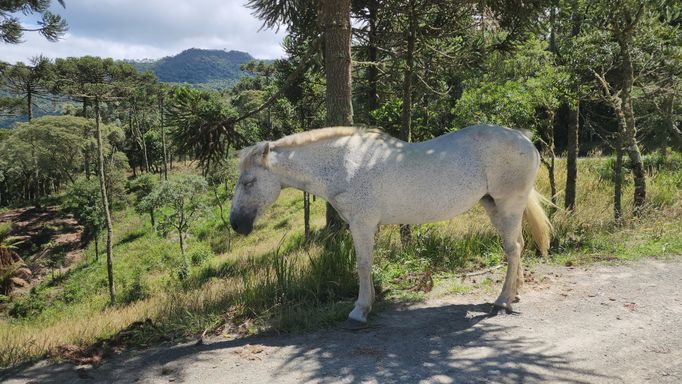 CAVALO NA SOBRA DO PINHEIRO