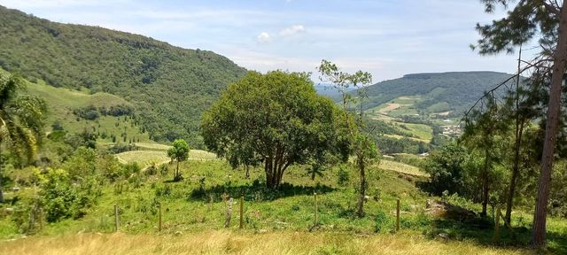 VISTA LINDA E ARVORE