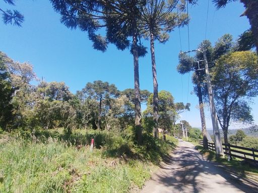 LINDAS A RAUCARIAS E  ESTRADA