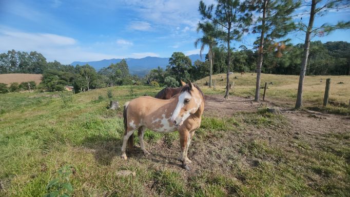 CAVALO, PASTAGEM E LINDA VISTA