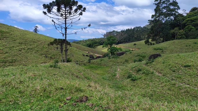 ARAUCARIA E PASTAGEM