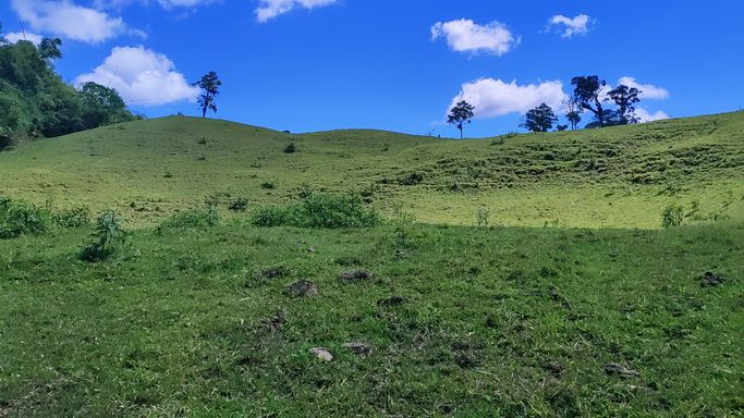 PASTAGEM E LINDA VISTA