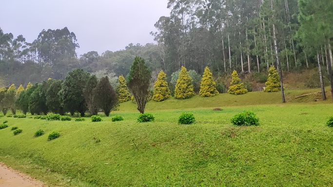 PINHEIRO